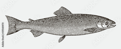 Adult Atlantic salmon, salmo salar in side view after an antique engraving from the 19th century