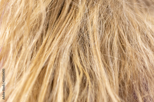 background of untidy, tough, blond hair of a woman