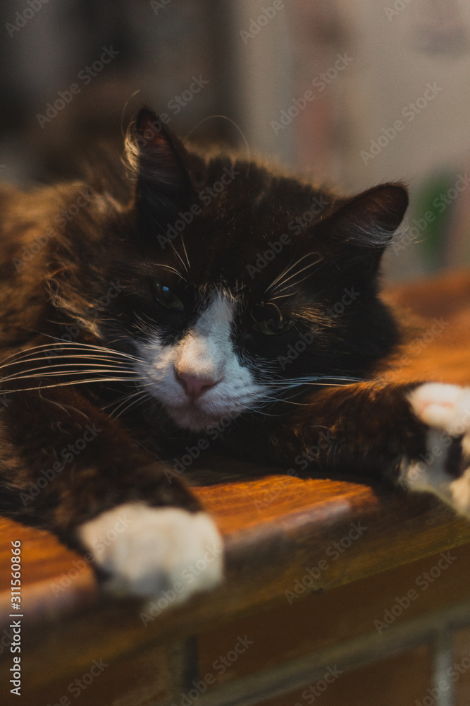 bulma durmiendo Stock Photo | Adobe Stock