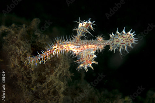 Harlequin Ghost Pipefish (Solenostomus paradoxus). Underwater macro photography from Lembeh Strait, Indonesia