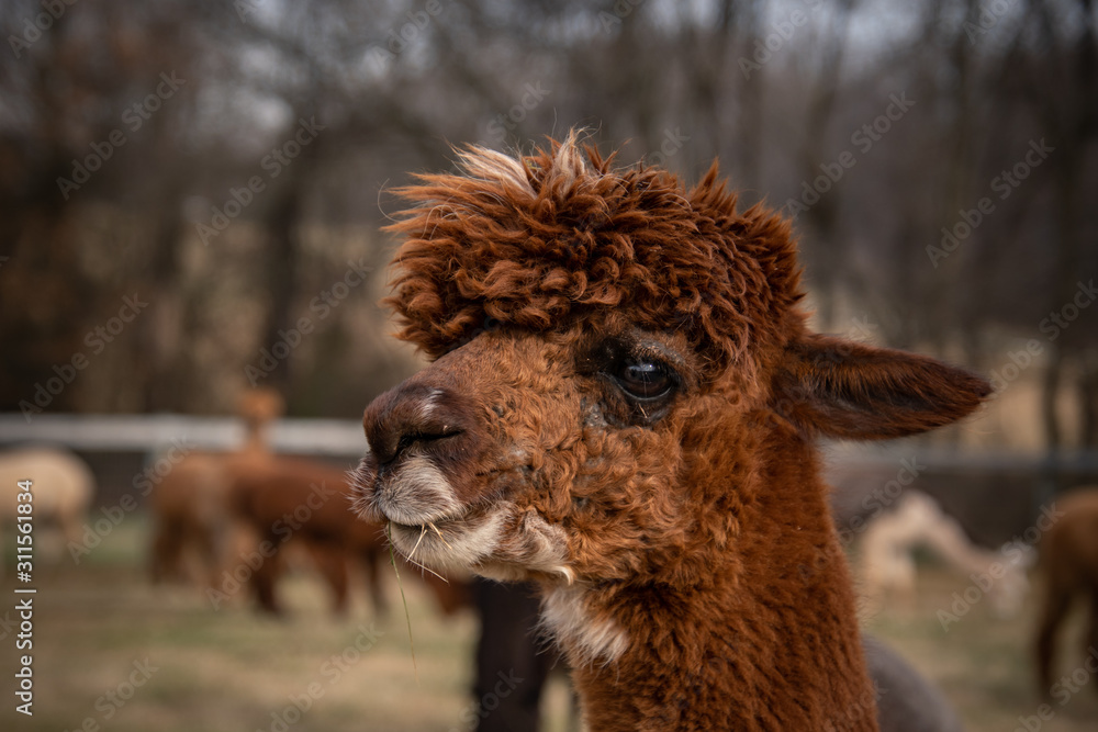 A closeup side view of an alpacas face with others off in the distance behind it A closeup side view of an alpacas face with others off in the distance behind it