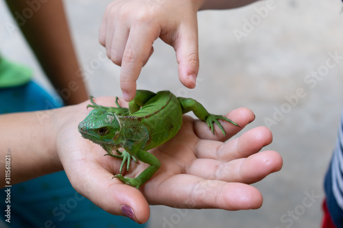 hand child touching skin reptil animal of small exotic pet photo