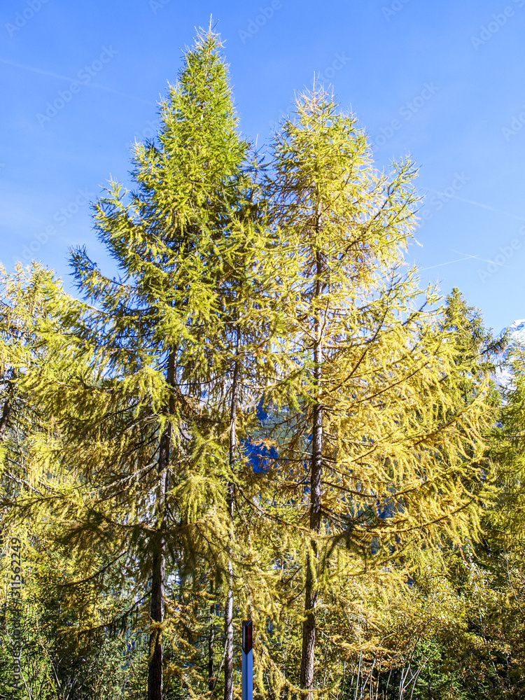Fototapeta premium Lärche in Herbstfarben, Italien, Südtirol, Stilfser Joch