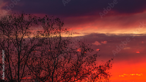 Amazing red and pink sunset with bare tree branches on the left side  website template cover