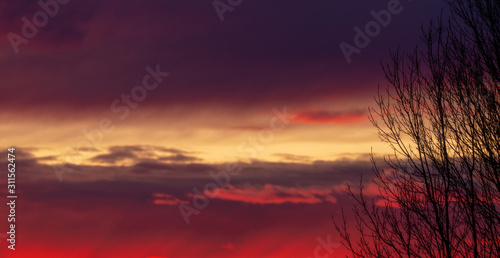 Amazing red and pink sunset with bare tree branches on the right side, website template cover