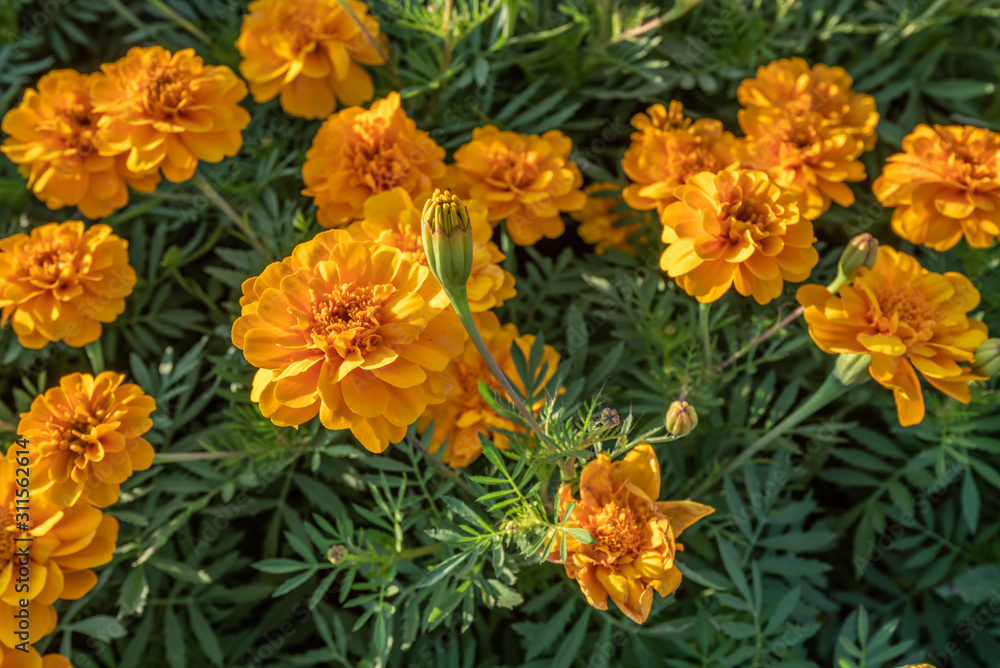 Marigold flower blooming in the garden Bangkok Thailand Marigold flower blooming in the garden Bangkok Thailand