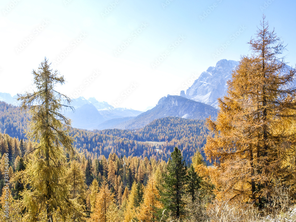 Lärchen, Italien, Südtirol, Die Drei Zinnen Lärchen, Italien, Südtirol, Die Drei Zinnen