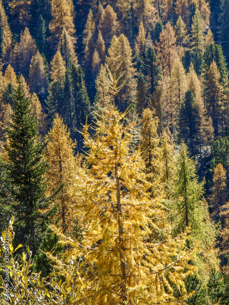 Fototapeta premium Lärchen, Italien, Südtirol, Die Drei Zinnen