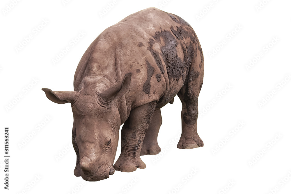 White rhinoceros, square-lipped rhinoceros, Ceratotherium simum. Animals in wildlife Isolated White rhinoceros, square-lipped rhinoceros, Ceratotherium simum. Animals in wildlife Isolated