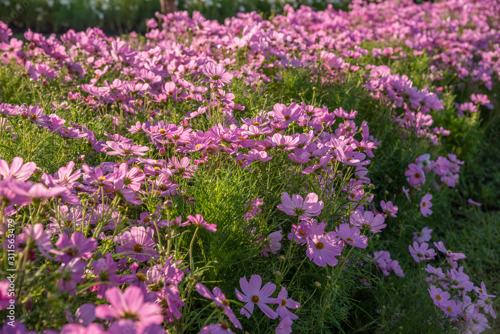 Beautiful pink cosmos flowers in the garden Bangkok Thailand Beautiful pink cosmos flowers in the garden Bangkok Thailand