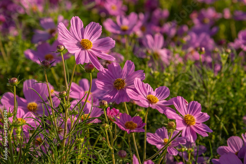 Beautiful pink cosmos flowers in the garden Bangkok Thailand