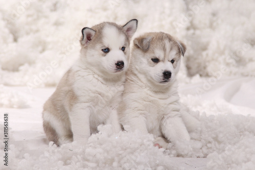 Two little plump husky puppies on a background of artificial snow