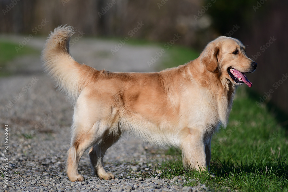 Obraz premium Golden retriever in the park