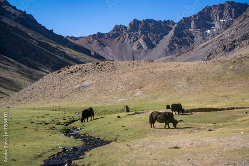 Wallpaper Mural Animals in mountains next to Pamir highway in Tajikistan Torontodigital.ca