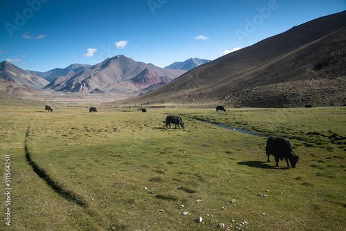 Animals in mountains next to Pamir highway in Tajikistan