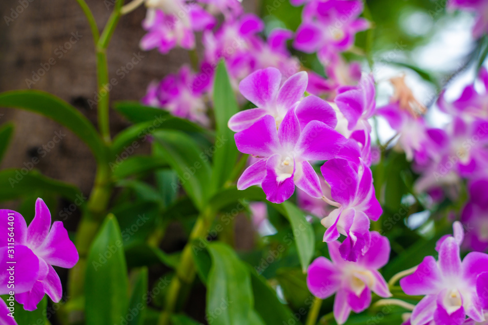Purple orchids on tree branch green leaf Purple orchids on tree branch green leaf