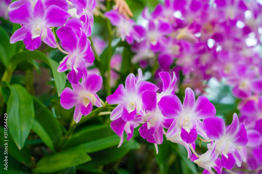 Purple orchids on tree branch green leaf Purple orchids on tree branch green leaf