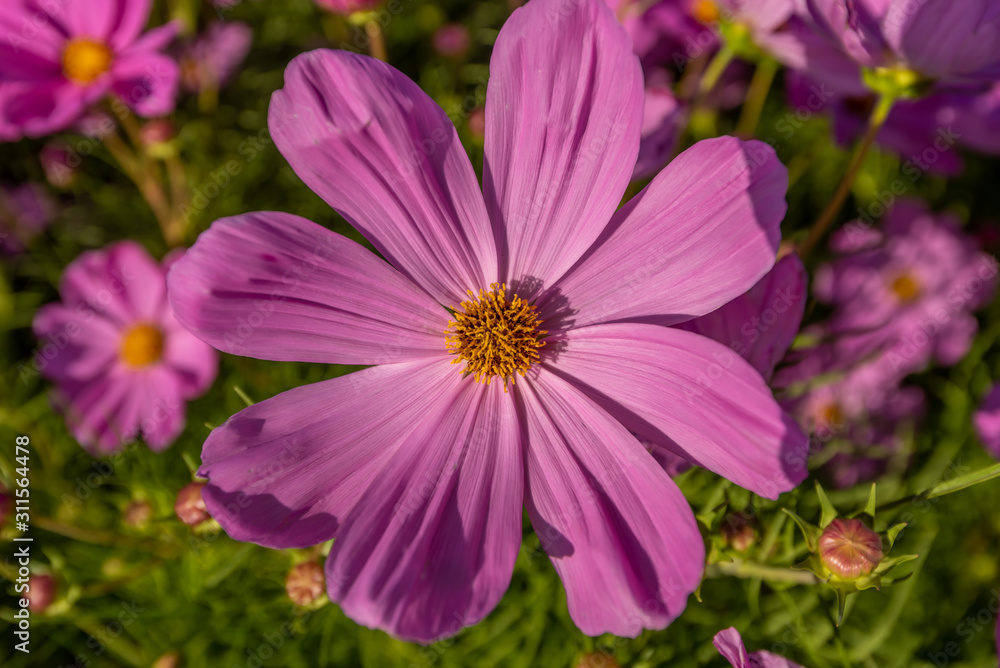 Beautiful pink cosmos flowers in the garden Bangkok Thailand Beautiful pink cosmos flowers in the garden Bangkok Thailand