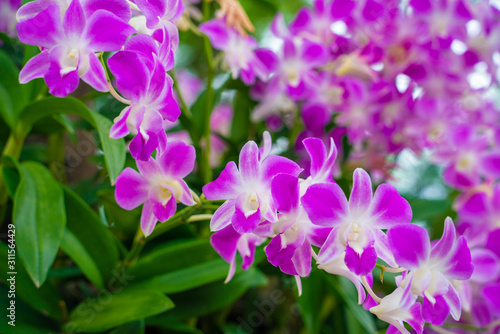 Purple orchids on tree branch green leaf © themorningglory