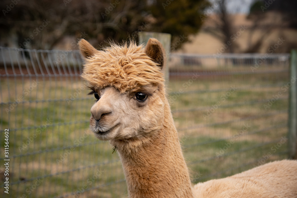 A light brown colored alpaca looking off to the side of me showing his full face and neck