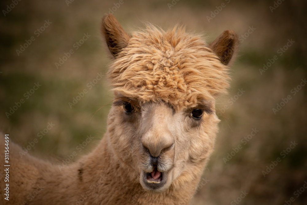 A closeup of a light brown alpaca with his mouth open making him look surprised A closeup of a light brown alpaca with his mouth open making him look surprised