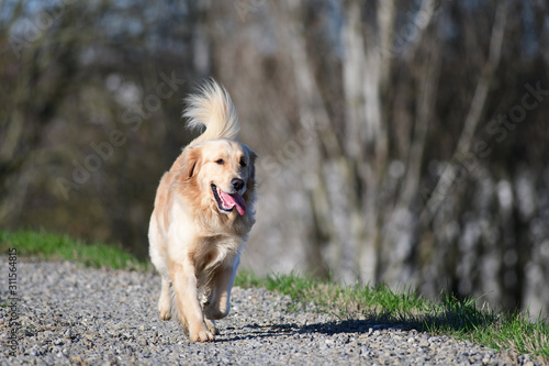 Golden retriever in the park