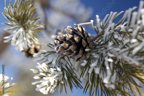 Pine cone under the snow against the blue sky