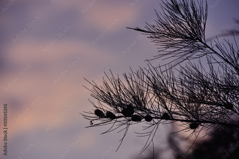 Obraz premium Pine Casuarina junghuhniana tree with sky background