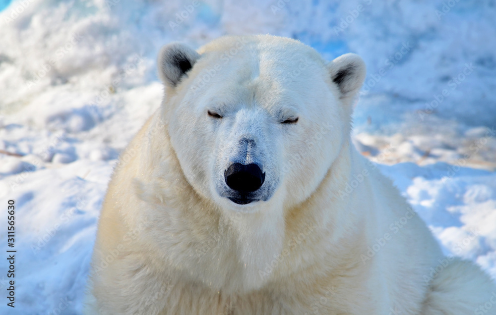 polar bear in snow polar bear in snow