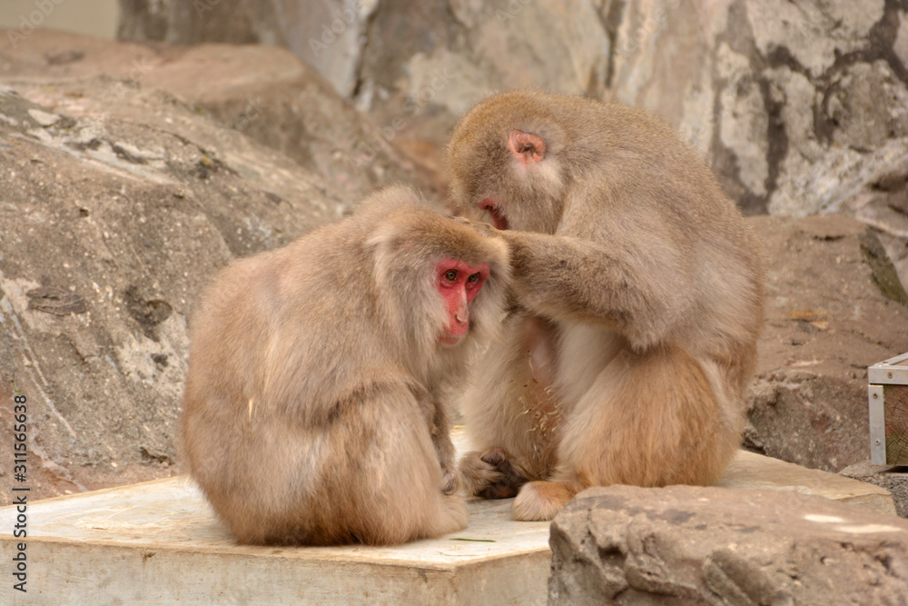 冬の寒い猿山で仲良く毛づくろいをする上野動物園のニホンザル達