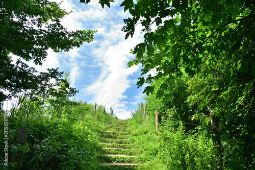 Ścieżka i schody wśród drzew i krzewów w słoneczny dzień.
