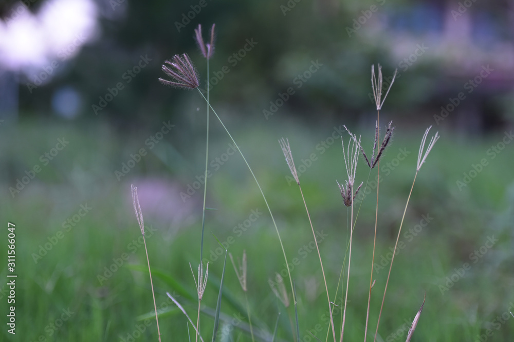  closeup green grass photograph