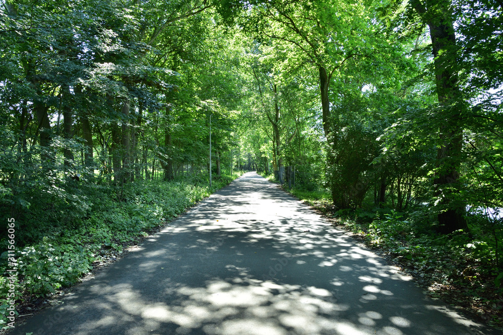 Ścieżka asfaltowa w cieniu drzew w słoneczny dzień. - obrazy, fototapety, plakaty 