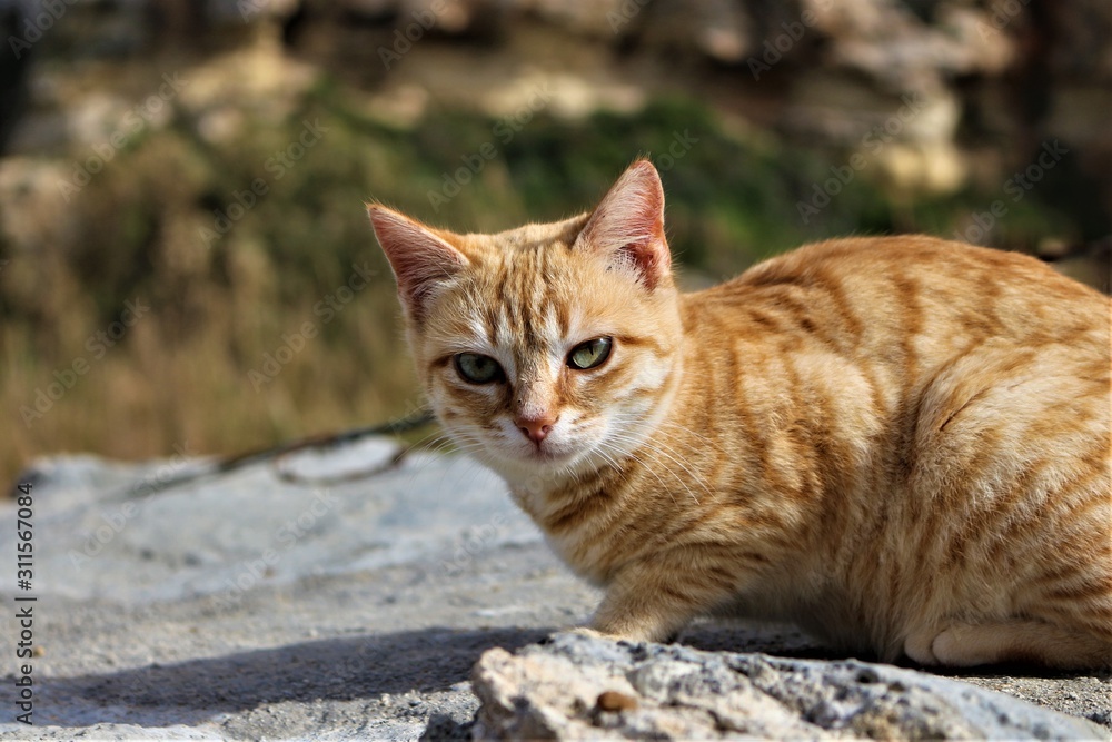 Sweet maltese red orange street cat. Looking into camera Sweet maltese red orange street cat. Looking into camera
