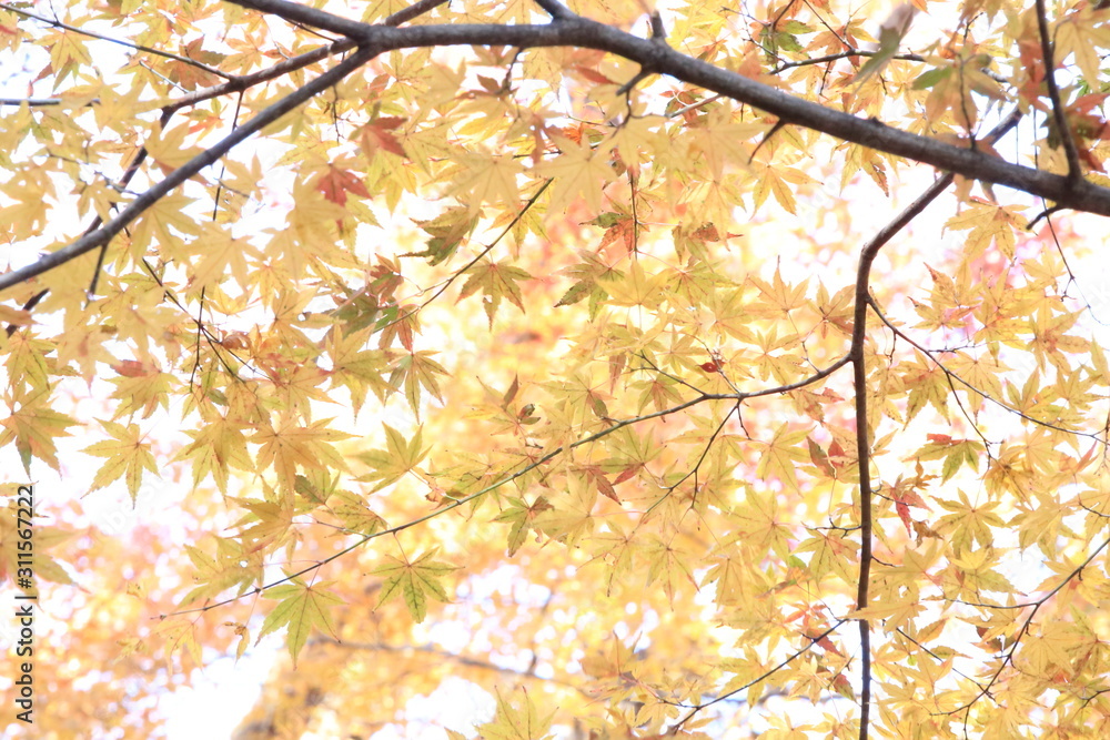 Autumnal landscape of Suizawa maple valley in the Mie Prefecture of Japan Autumnal landscape of Suizawa maple valley in the Mie Prefecture of Japan