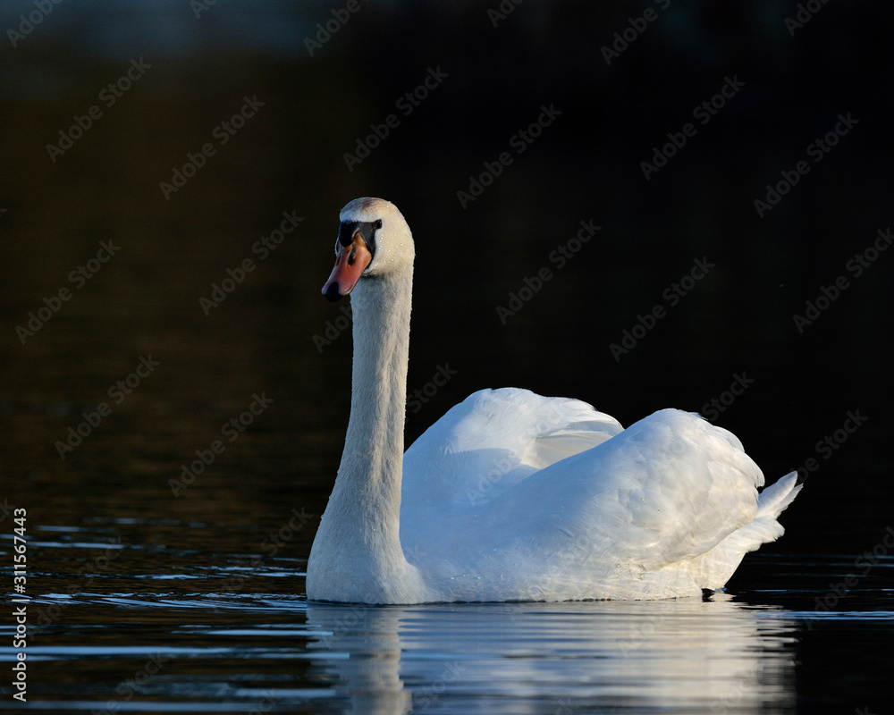 Fototapeta premium Mute Swan - Cygnus olor, Crete