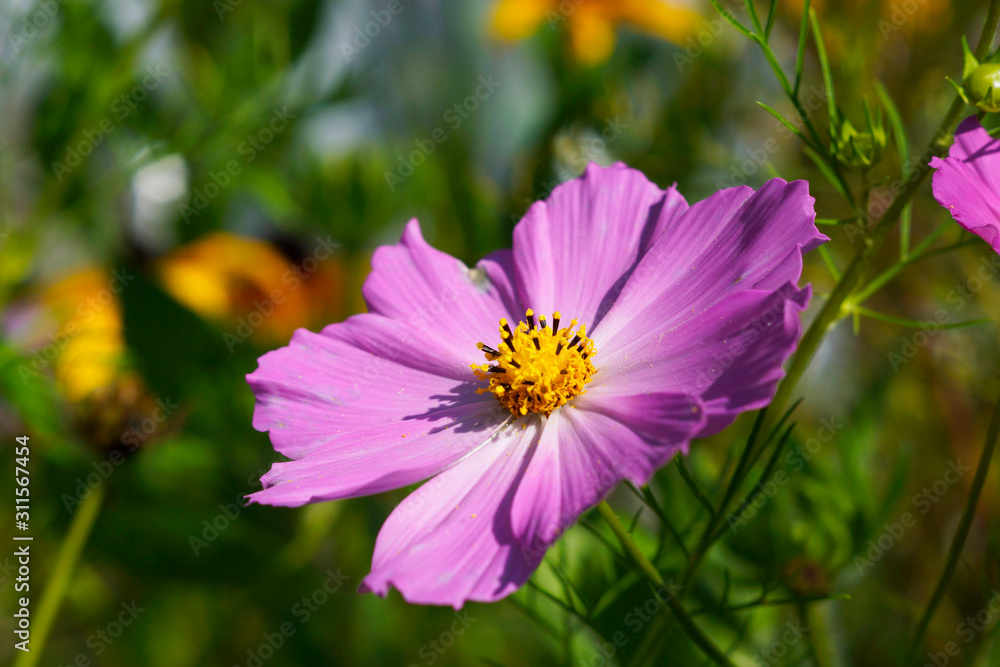 pink flower cosmea close up pink flower cosmea close up