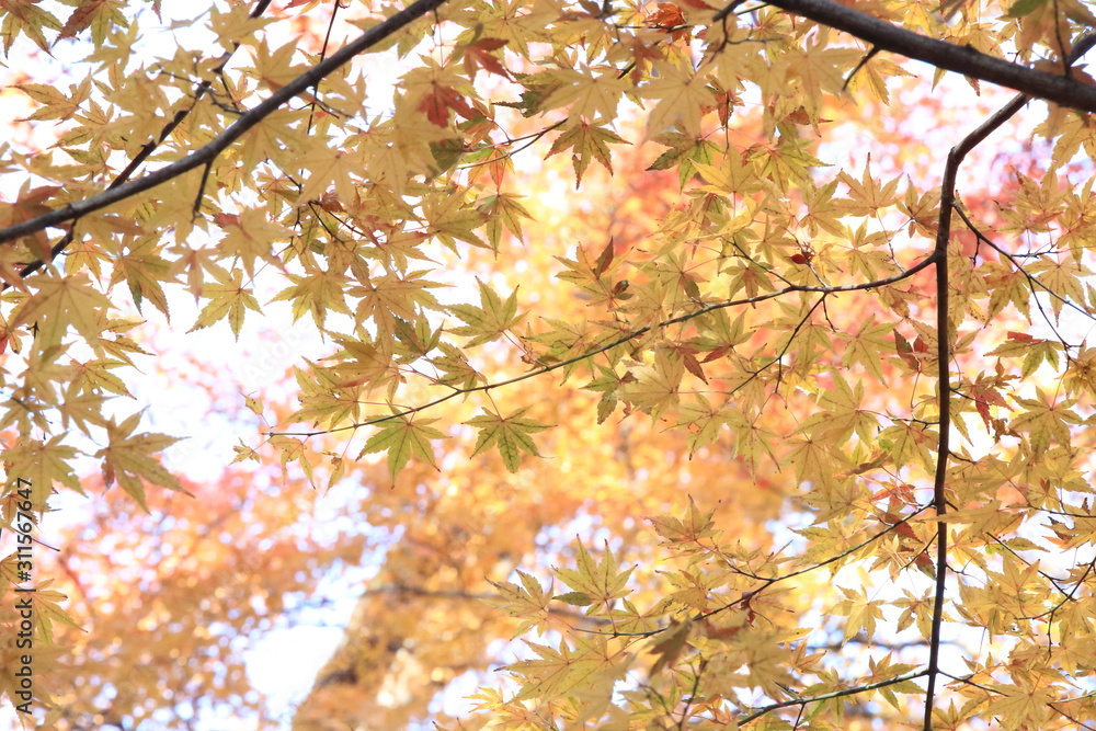 Autumnal landscape of Suizawa maple valley in the Mie Prefecture of Japan Autumnal landscape of Suizawa maple valley in the Mie Prefecture of Japan