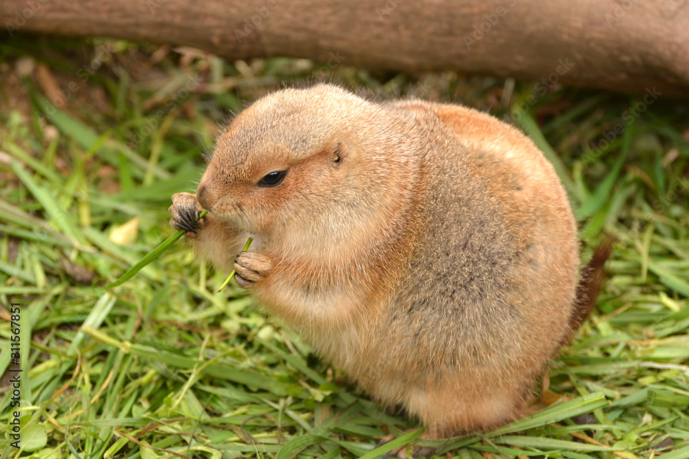 冬に備えて沢山食べるオグロプレーリードッグの暖かそうな毛皮 冬に備えて沢山食べるオグロプレーリードッグの暖かそうな毛皮