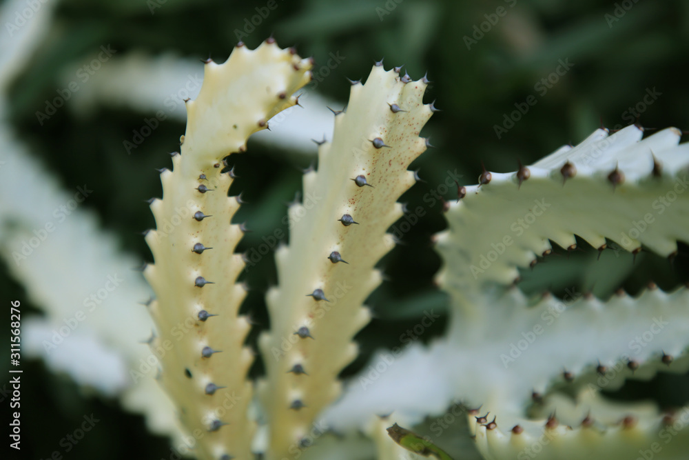 Beauty Yellow Cactus Plant Beauty Yellow Cactus Plant