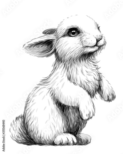 Rabbit. Sketch, artistic, graphic image of a rabbit on a white background. Wall sticker.