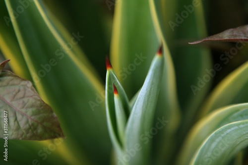 Beauty Green Spiney Cactus Plant