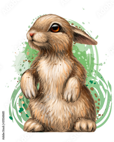 Foto Rabbit