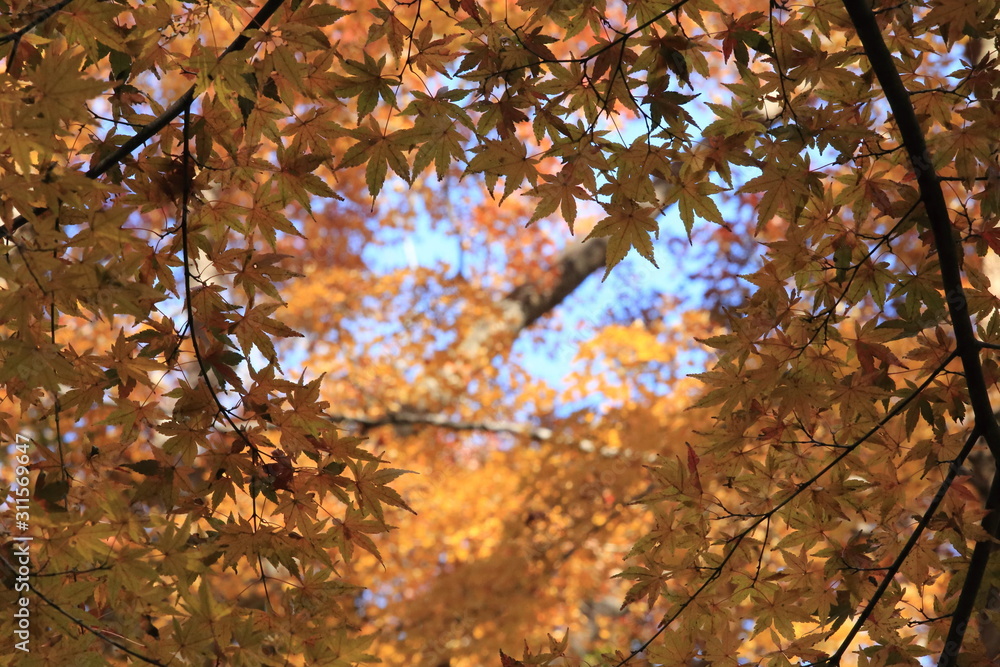 Autumnal landscape of Suizawa maple valley in the Mie Prefecture of Japan Autumnal landscape of Suizawa maple valley in the Mie Prefecture of Japan