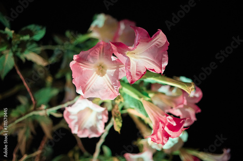 Abstract blurry background, Beautiful Pink Datura flower at Night.
