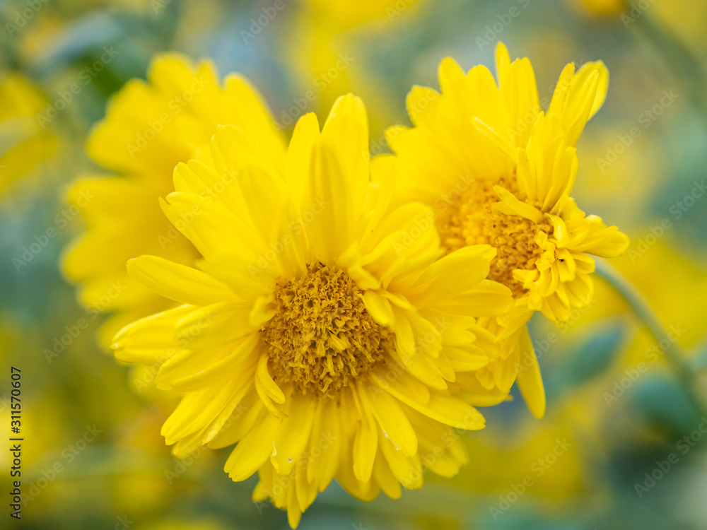 a beautiful chrysanthemum in the garden a beautiful chrysanthemum in the garden