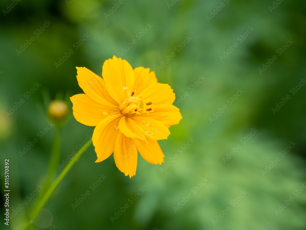 a beautiful cosmos in the morning a beautiful cosmos in the morning