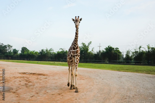Canvas Print Giraffe in a wildlife park, zoo safari