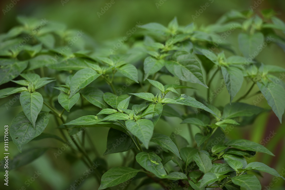 Hot chilli peppers in my garden Hot chilli peppers in my garden