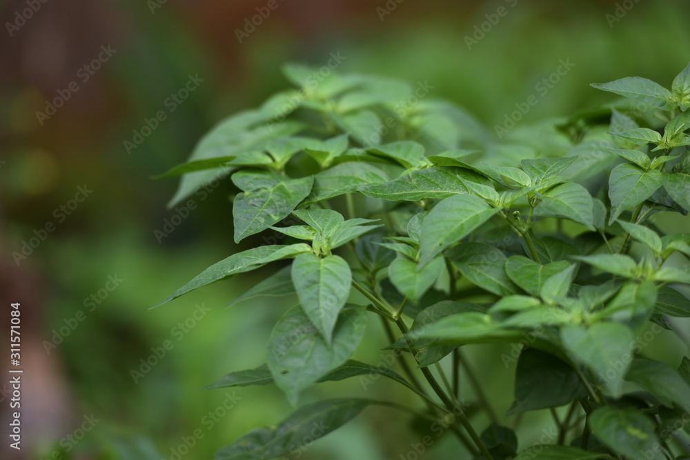 Hot chilli peppers in my garden Hot chilli peppers in my garden